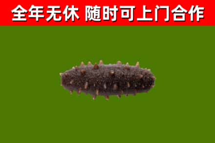 宁安市回收海参干